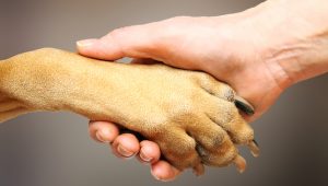 10 things you didn’t know about your dog’s paws