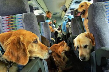 Travelling with your Dog