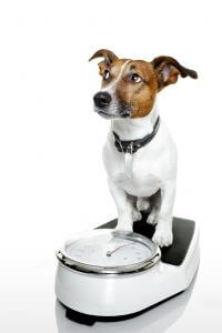 Is my dog overweight and why?