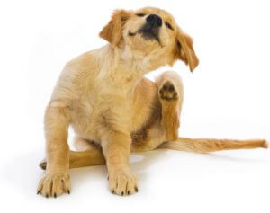 Reasons for your dogs skin ailments