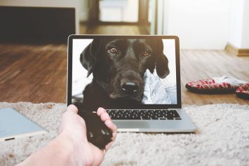 Why you (and your dog) should follow us on social media