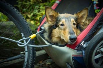 Cycling with your dog!