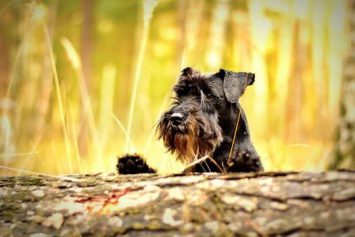 Breeds and Lifestyle – A dog is for life!