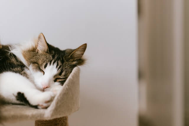 Top tips to cat-proof your home!