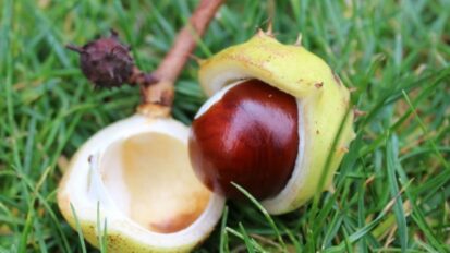 Conker picking