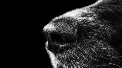 Dog nose