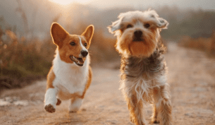 dogs running