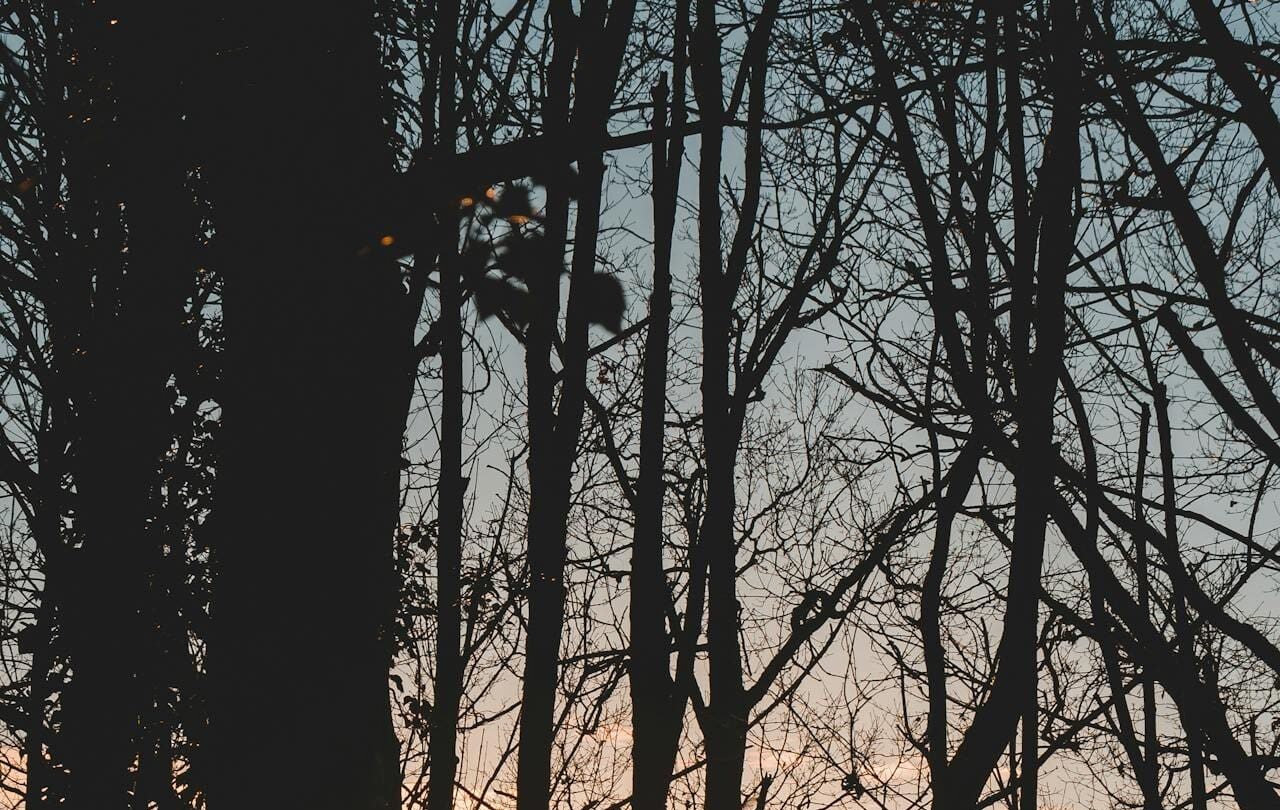 Sunset through woodland trees