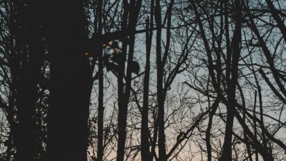 Sunset through woodland trees