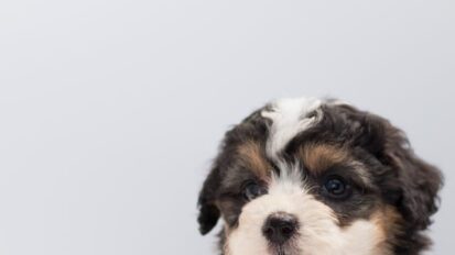 Puppy