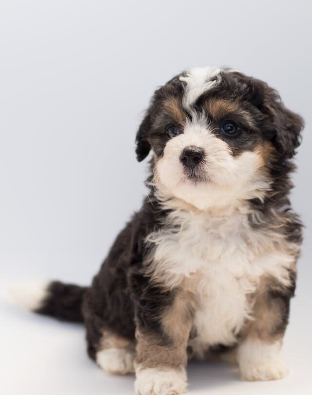 Puppy