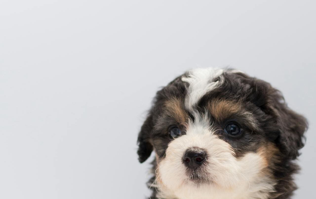 Small breed puppy