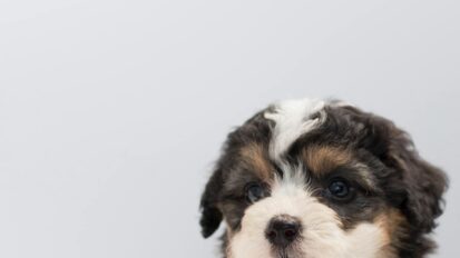 Small breed puppy