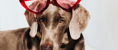 Dog wearing heart shaped sunglasses