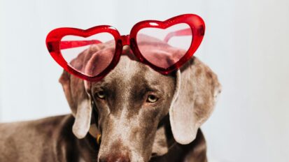 Dog wearing heart shaped sunglasses