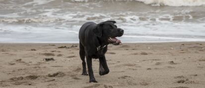 Purdy Black Lab at the beach