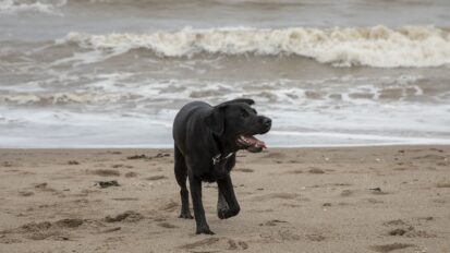 Purdy the black Labrador at the beach