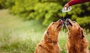 dogs drinking water from bottle