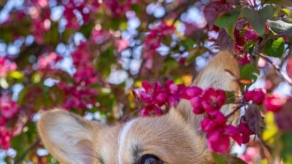 Corgi being held by owner in front of a cherry blossom tree
