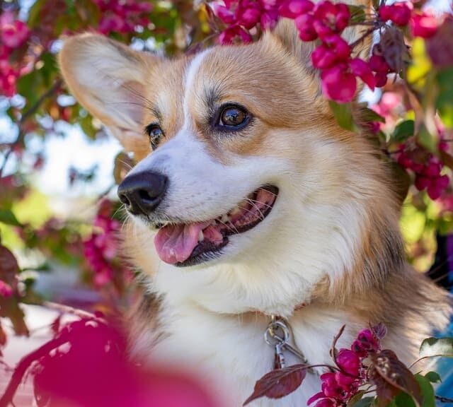 Corgi being held by owner in front of a cherry blossom tree