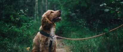 Dog sat looking at owner on a countryside walk