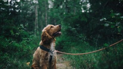 Dog sat looking at owner on a countryside walk