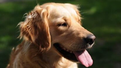 Dog panting
