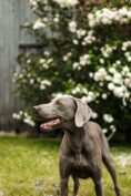 Weimaraner