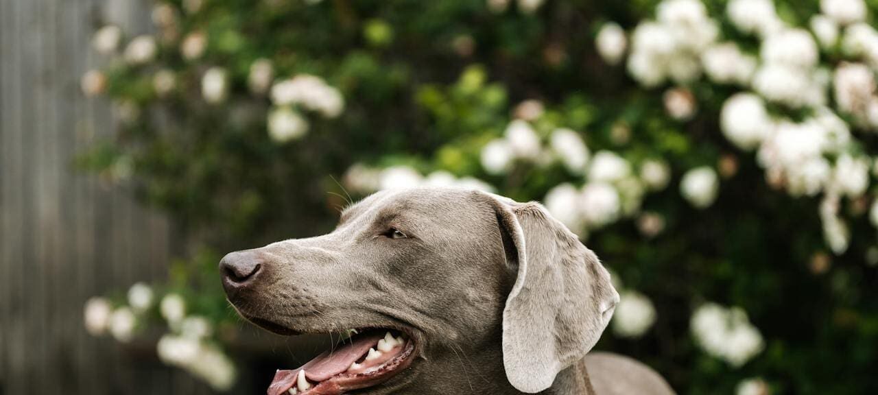 Weimaraner