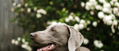 Weimaraner