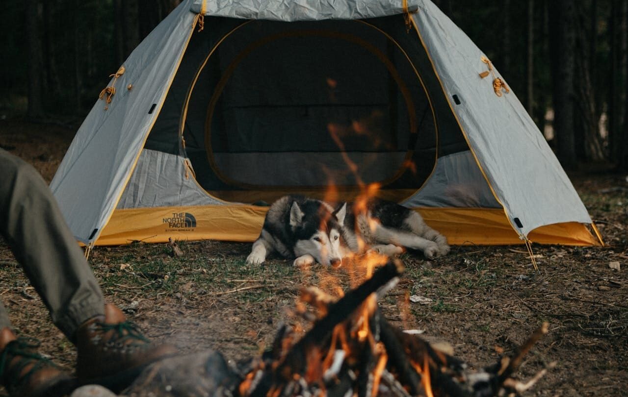 Dog laying inside tent