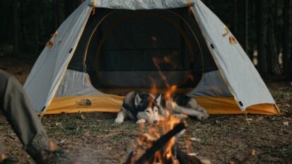 Dog laying inside tent