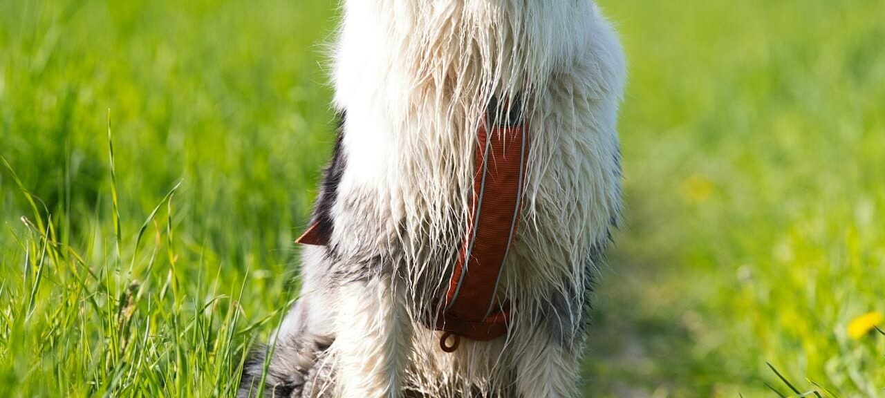Dog sat while on a walk down grass path