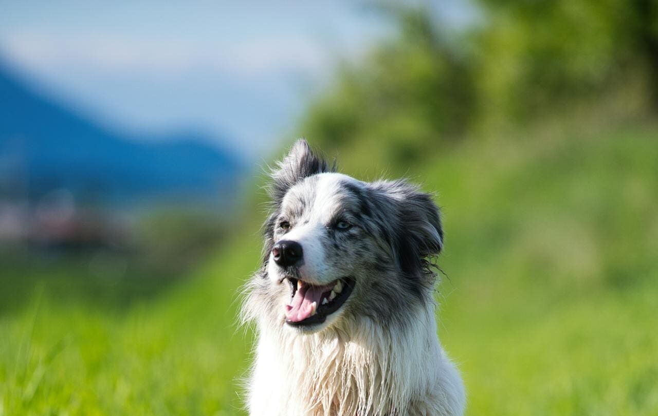 Dog sat while on a walk down grass path