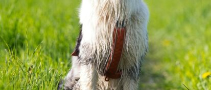 Dog sat while on a walk down grass path