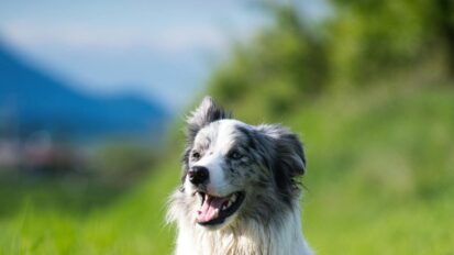 Dog sat while on a walk down grass path