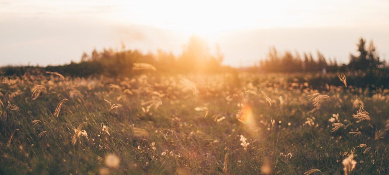 Sun setting behind a meadow of wild grass