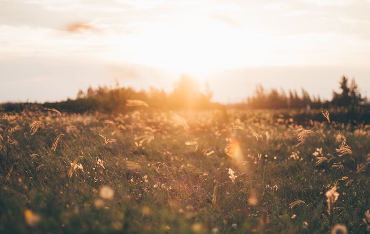 Sun setting behind a meadow of wild grass