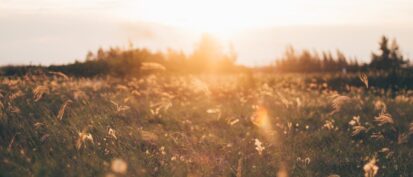 Sun setting behind a meadow of wild grass
