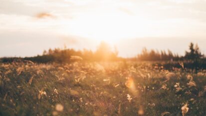 Sun setting behind a meadow of wild grass