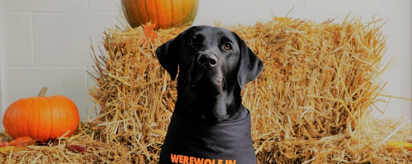 Black Labrador wearing sat in front of hay bales and pumpkins