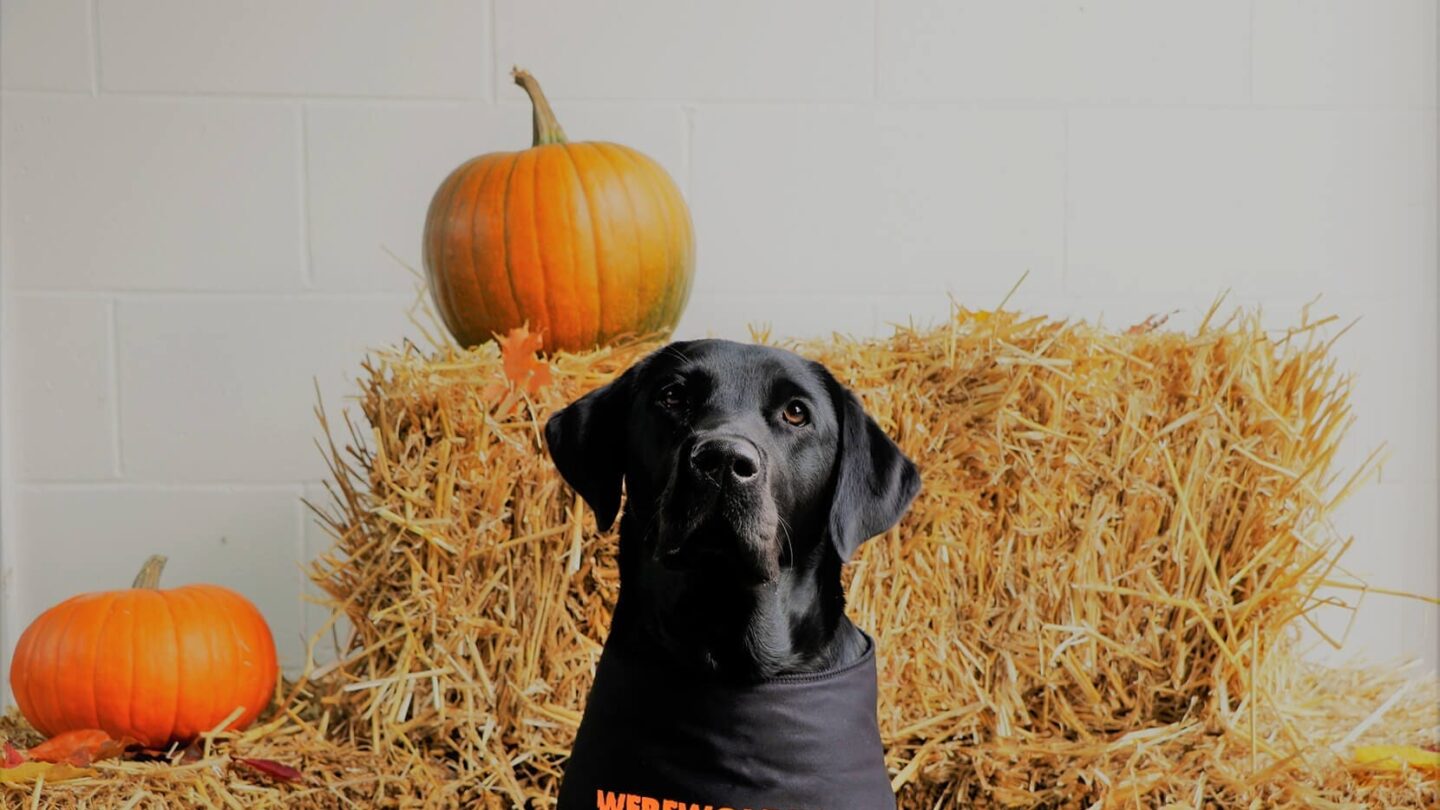 Black Labrador wearing sat in front of hay bales and pumpkins