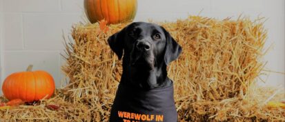 Black Labrador wearing sat in front of hay bales and pumpkins