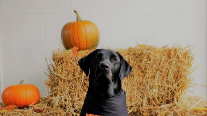 Black Labrador wearing sat in front of hay bales and pumpkins