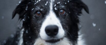 Collie dog with snowflakes on face