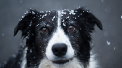 Collie dog with snowflakes on face