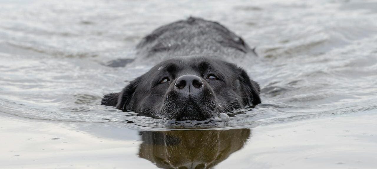 Black dog swimming