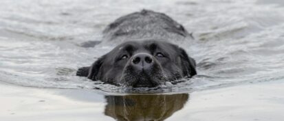 Black dog swimming