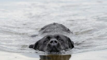 Black dog swimming