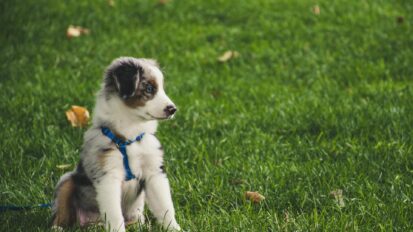 Puppy sat on grass